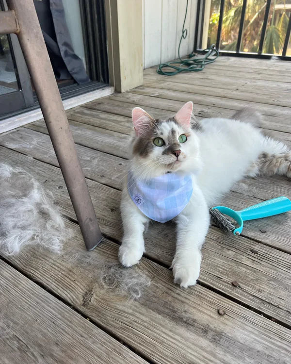 Brosse Central Québec Pour Chats et Chiens