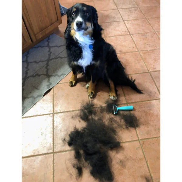 Brosse Central Québec Pour Chats et Chiens